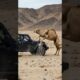 Animal warning to humans #camel #rescue #animals