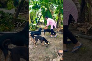 cute dog #doglover#puppy #labrador #shortvideo #