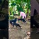 cute dog #doglover#puppy #labrador #shortvideo #