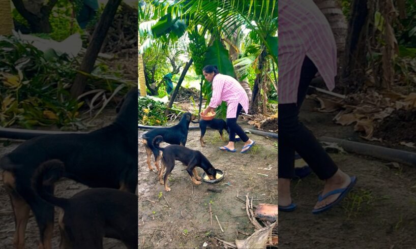 cute dog #doglover#puppy #labrador #shortvideo #