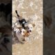 cute puppies playing video #puppy #cute #pets #funny #dog #animals #shorts