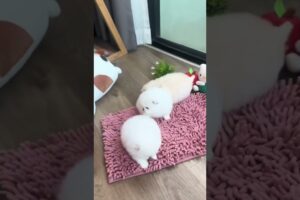 Cute Dog Collection, The World’s Cutest Puppies #dog #puppies #puppy #video #cute #cutest