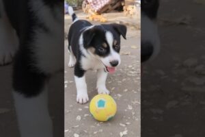 cute puppy playing video #puppy #cute #pets #funny #dog #animals #shorts