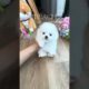 Cute Dog Collection, The World’s Cutest Puppies #dog #puppies #puppy #video #cute #cutest
