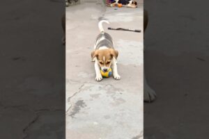 cute puppy playing video #puppy #cute #pets #funny #dog #animals #shorts