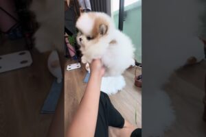 Cute Dog Collection, The World’s Cutest Puppies #dog #puppies #puppy #video #cute #cutest