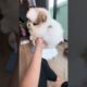 Cute Dog Collection, The World’s Cutest Puppies #dog #puppies #puppy #video #cute #cutest