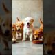 Cute puppies #puppy #puppies #puppydog #cuteanimals #funnyanimals #youtubeshorts #shorts