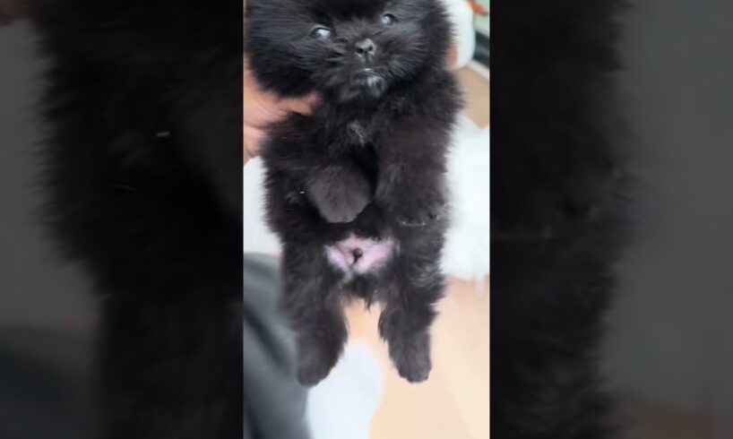 Cute Dog Collection, The World’s Cutest Puppies #dog #puppies #puppy #video #cute #cutest