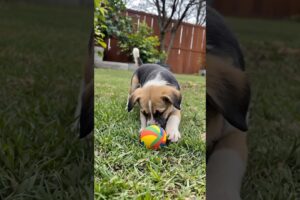 puppy playing funny video #puppy #cute #pets #funny #dog #animals #shorts