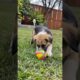 puppy playing funny video #puppy #cute #pets #funny #dog #animals #shorts