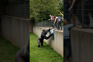 GORILLA'S HEARTWARMING RESCUE OF CHILD IN ZOO! #gorilla #zoo #rescue #animal 🦍