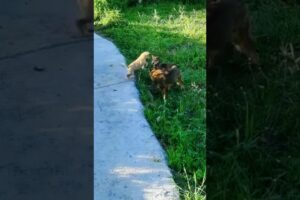 Playing #dog #dogfunny #dogvideo