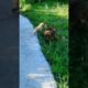 Playing #dog #dogfunny #dogvideo