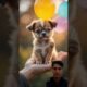 animals playing with balloons#cute#ytshorts#shorts#trending#cow#cat#dog #tiger#funny#viral