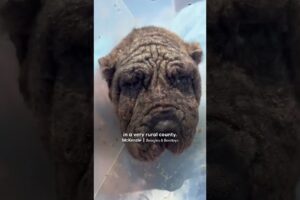 Dumped Neglected Dog Learns To Be A Puppy Again | The Dodo