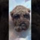 Dumped Neglected Dog Learns To Be A Puppy Again | The Dodo