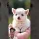 animals playing with balloons#cute#ytshorts#shorts#trending#cow#cat#dog #tiger#funny#viral