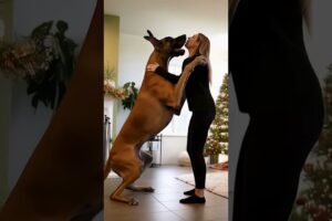 #dog #lovedog #dogs #puppy #doglover #doglife #love#cute #puppies #ilovemydog #cutedog #husbandog