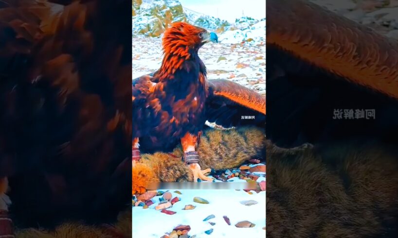 "300 km की स्पीड से eagle 🦅 ने किया भेड़िए पर वार " #shorts #animal #eagle