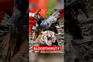 4 Animals That Hunt Just for Fun