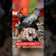 4 Animals That Hunt Just for Fun