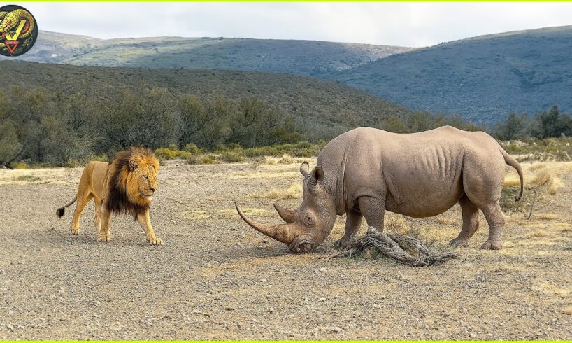 7 Animals That BEAT UP the Lion in the Wild | Animal Fights
