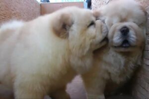 7 Puppy Breeds That Look Like Teddy Bears