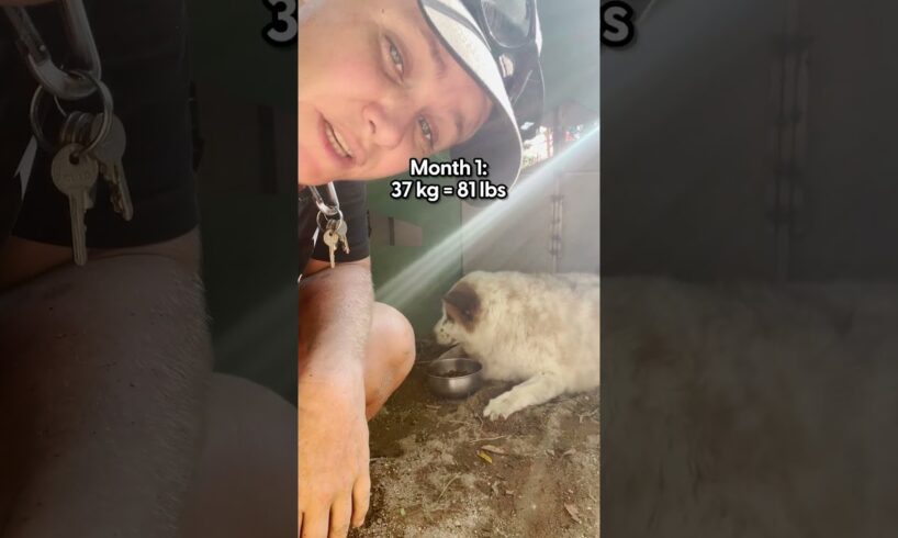 81-Pound Street Dog Goes On A Weight Loss Journey | The Dodo