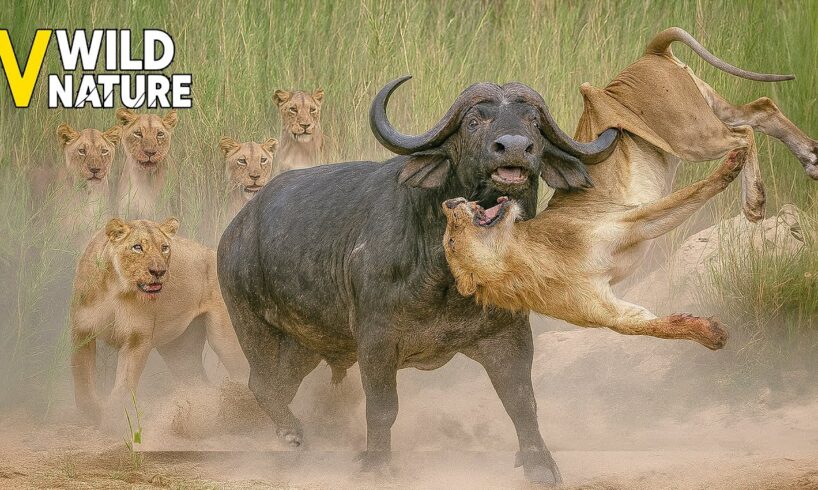 9 Animals That BEAT UP the Lion in the Wild | Animal Fights