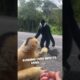 A Gibbon's Gesture of Friendship