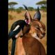 A Magpie Saves an Infected Caracal | An Incredible Rescue!