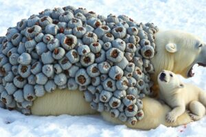A Miraculous Rescue : Polar Bear Fight Against Wolfs and Barnacles  |Animal Angels #animals #bear
