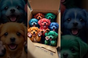 A box of cute puppies #PuppyBecomesSpirit #CutePuppy #HealPuppy #dog #dogshorts #dogs #shorts #viral