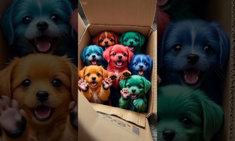 A box of cute puppies #PuppyBecomesSpirit #CutePuppy #HealPuppy #dog #dogshorts #dogs #shorts #viral