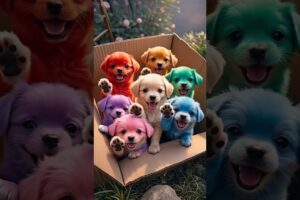 A box of cute puppies #cutepuppy #cutedog #cutepuppy #mydog #dog #dogbreeds #shorts #trending