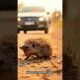 A kind-hearted man helped a porcupine with fawns by the road #animals #rescue #wildlife 🇺🇸 #shorts
