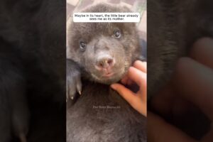 A little bear, abandoned by its mother, fainted from hunger in front of my house.