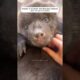 A little bear, abandoned by its mother, fainted from hunger in front of my house.