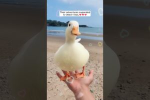 A man successfully rescued a broken call duck egg