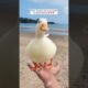 A man successfully rescued a broken call duck egg