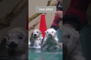 A pairs of cute sea otters are playing #viralvideo #seaotter #cute #animals #shorts