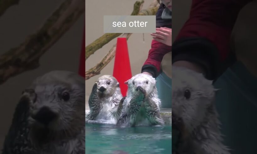 A pairs of cute sea otters are playing #viralvideo #seaotter #cute #animals #shorts