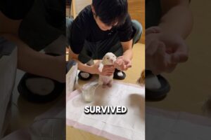Abandoned Puppy Gets A New Dad❤️#puppy #dog #doglover