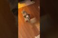 Adorable Dog Gets Super Excited to Brush Teeth! #Shorts #Dogs #Cute