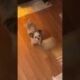 Adorable Dog Gets Super Excited to Brush Teeth! #Shorts #Dogs #Cute