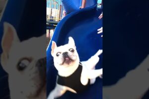 Adorable French Bulldog Tumbles Down Slide! #Shorts