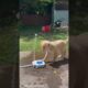 Adorable Golden Retriever puppy is extremely confused by his new water fountain