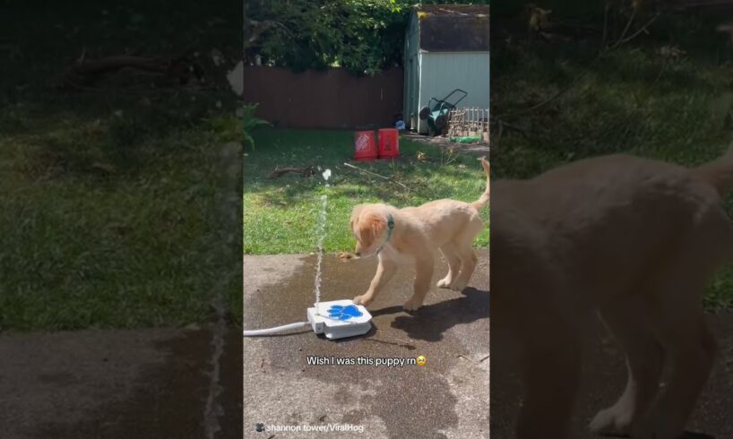 Adorable Golden Retriever puppy is extremely confused by his new water fountain