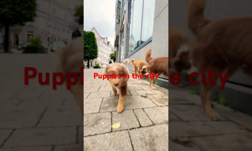 Adorable and cute puppies happily walking together on a bustling city sidewalk environment #puppy